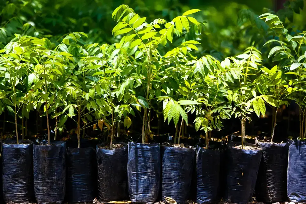 Saplings ready for planting